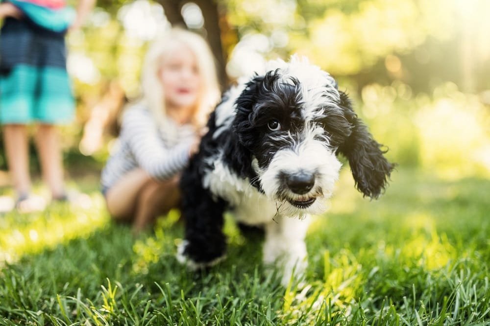 Sheepadoodle Puppy Images